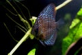 Stunning Royal Discus fish swimming with beautiful glowing blue stripes