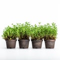 Stunning Sage Greenery: A Captivating Collection Of Potted Plants