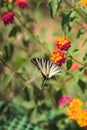 Stunning scarce swallowtail butterfly on the colorful blooms in the green field