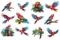 Stunning scarlet macaw - illustration in vector with isolated background