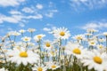 A stunning scene of countless daisies stretching across a field, under a vibrant blue sky, The landscape of white daisy blooms in