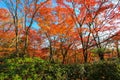 Stunning scene from Japanese forest