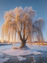 Frosted willow reflected in winter landscape. Royalty Free Stock Photo