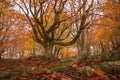 Stunning scenery wit hmonumental secular beech tree in a mysterious grove covered by autumn foliage of Monte Canfaito natural rese