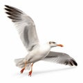 Stunning Seagull In Flight: Captivating Artwork By Matthias Haker Royalty Free Stock Photo