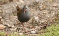 A stunning secretive Water Rail Rallus aquaticus searching for food along the bank of a lake. Royalty Free Stock Photo