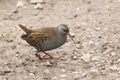 A stunning secretive Water Rail Rallus aquaticus searching for food along the bank of a lake. Royalty Free Stock Photo