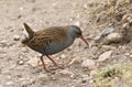 A stunning secretive Water Rail Rallus aquaticus searching for food along the bank of a lake. Royalty Free Stock Photo