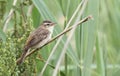 A stunning Sedge Warbler, Acrocephalus schoenobaenus, perched in the reeds singing. Royalty Free Stock Photo