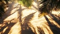 The stunning shadows of palm trees on warm sandy ground. Royalty Free Stock Photo