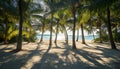 The stunning shadows of palm trees on warm sandy ground. Royalty Free Stock Photo