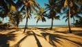 The stunning shadows of palm trees on warm sandy ground. Royalty Free Stock Photo
