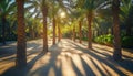 The stunning shadows of palm trees on warm sandy ground. Royalty Free Stock Photo