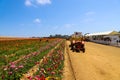 A stunning shot of acres of pink, yellow, white, purple and red flowers in the field with palm trees and other lush green trees