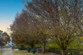 A stunning shot of an autumn landscape on the street with fallen autumn leaves on the ground and gorgeous autumn trees and grass Royalty Free Stock Photo