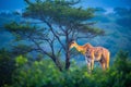 Giraffe Family Grazing at Blue Hour