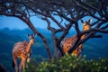 Giraffe Family Grazing at Blue Hour