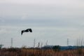 A stunning shot of a Heron bird in flight over a lake