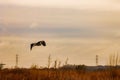 A stunning shot of a Heron bird in flight over a lake