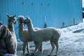 Stunning shot of white alpacas wearing headcollars in winter Royalty Free Stock Photo