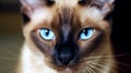 a stunning Siamese cat on white back ground