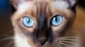 a stunning Siamese cat on white back ground
