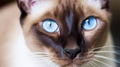 a stunning Siamese cat on white back ground