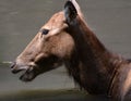 Stunning Side Profile of a Pere Davids Deer