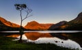 Stunning silhouette of a lone small birch tree and the surrounding mirror lake reflection and mountains of Buttermere in the Lake