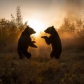 bears playing in a field at sunrise