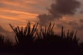 Stunning Silhouetted Cactus at Sunrise in Aruba Royalty Free Stock Photo
