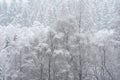 Stunning simple landscape image of snow covered trees during Winter snow fall on shores of Loch Lomond in Scotland