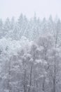 Stunning simple landscape image of snow covered trees during Winter snow fall on shores of Loch Lomond in Scotland