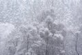 Stunning simple landscape image of snow covered trees during Winter snow fall on shores of Loch Lomond in Scotland