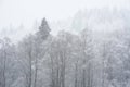 Stunning simple landscape image of snow covered trees during Winter snow fall on shores of Loch Lomond in Scotland