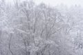 Stunning simple landscape image of snow covered trees during Winter snow fall on shores of Loch Lomond in Scotland