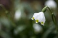 Stunning simple leucojum amaryllis snowbell dew drop amaryllidaceae flower in bloom