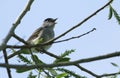 A singing male Blackcap, Sylvia atricapilla, perching on a branch of a Willow tree in spring.