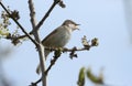 A stunning singing male Whitethroat, Sylvia communis, perched on a branch of an Ash tree in spring.