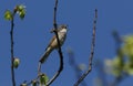 A stunning singing male Whitethroat, Sylvia communis, perched on a branch of a tree in spring.
