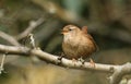 A stunning singing Wren Troglodytes troglodytes perched on a branch in a tree.