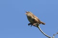 A singing Wren Troglodytes troglodytes perched on a branch in a tree.