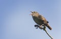 A singing Wren Troglodytes troglodytes perched on a branch in a tree. Royalty Free Stock Photo