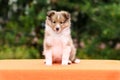 Stunning smart nice fluffy sable white shetland sheepdog puppy