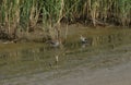 A stunning Snipe Gallinago gallinago and a Common Sandpiper Actitis hypoleucos hunting for food along the edge of a muddy lake