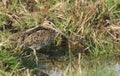 A stunning Snipe Gallinago gallinago standing at the waters edge.