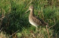 A stunning Snipe Gallinago gallinago standing at the waters edge on a small grassy mound.