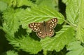 A stunning Speckled Wood butterfly Pararge aegeria perched on a leaf. Royalty Free Stock Photo