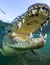 Split-Level View of a Crocodiles Open Mouth Royalty Free Stock Photo