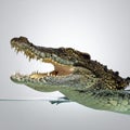 Crocodile with Open Jaws at Water Surface Royalty Free Stock Photo